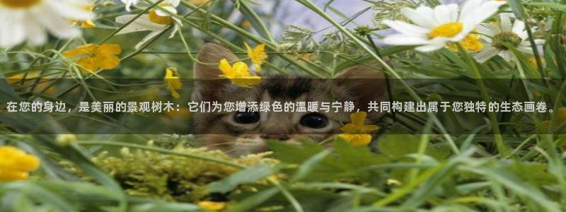 摩根兄弟进军娱乐圈