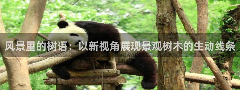 摩根国际亚太娱乐宝：风景里的树语：以新视角展现景观树木的生动线条
