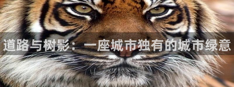 亚瑟摩根娱乐的地方