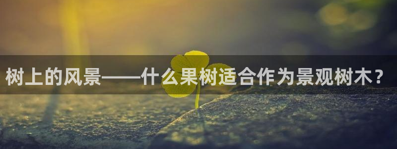 摩根娱乐包是什么