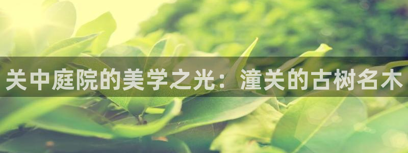 猫眼娱乐摩根士丹利