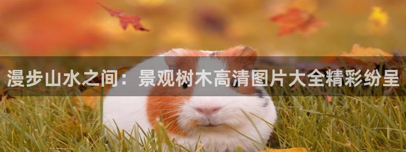 摩根娱乐宝是什么意思