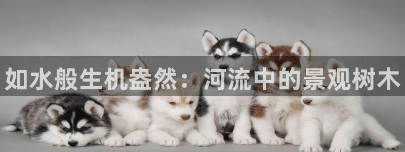 香港摩根娱乐宝