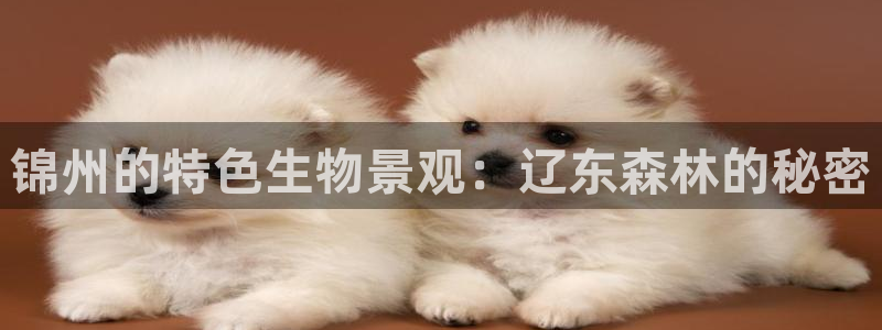 摩根娱乐宝可信吗