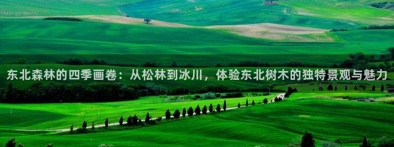 泉州摩根会娱乐保安公司：东北森林的四季画卷：从松林到冰川，体验东北树木的独特景观与魅力