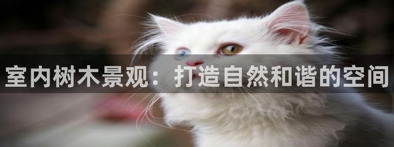 摩根娱乐宝怎么提现