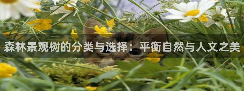 摩根娱乐注册章7O777：森林景观树的分类与选择：平衡自然与人文之美
